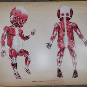 Vauvan anatomiasta A1-kokoinen juliste. Ei tekstejä. Vauvan pinnalliset lihakset edestä ja takaa. Kuvien ääriviivoissa laatupoikkeamia.