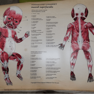 Vauvan anatomiasta A1-kokoinen juliste. Tekstit suomeksi ja latinaksi. Vauvan pinnalliset lihakset edestä ja takaa. Kuvien ääriviivoissa laatupoikkeamia.