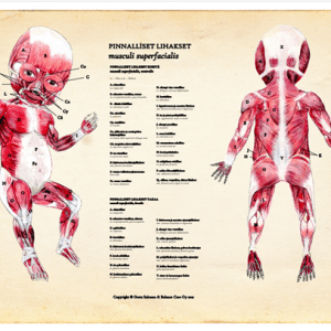 Vauvan anatomiasta A1-kokoinen juliste. Tekstit suomeksi ja latinaksi. Vauvan pinnalliset lihakset edestä ja takaa.