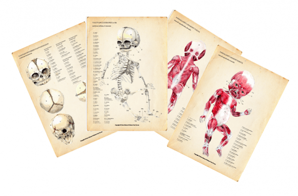 Vauvan anatomiasta julistesetti. Tekstit suomeksi ja latinaksi. Neljä A2-kokoista julistetta: Vauvan pinnalliset lihakset edestä ja takaa, sekä luuranko edestä ja kallo eri suunnista (edestä, sivulta, takaa, päältä ja alapuolelta).